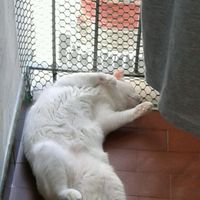 Le foto dei vostri animali - 2