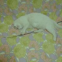 Le foto dei vostri animali - 3