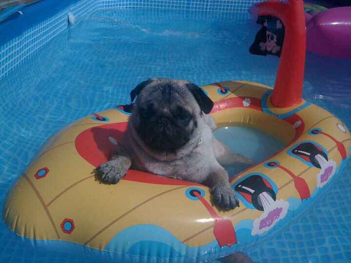 Chi di voi sposine ha dei cani ? - 1