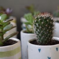 Bomboniere: vasetti piante grasse diy - 1