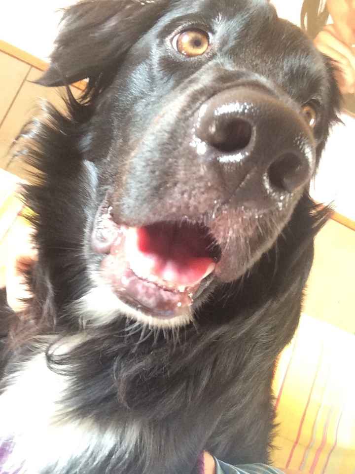 Oggi è arrivato il nostro bimbo peloso! - 1