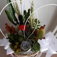 le prime piante a casa