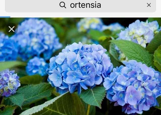 I miei fiori !!!! - 3