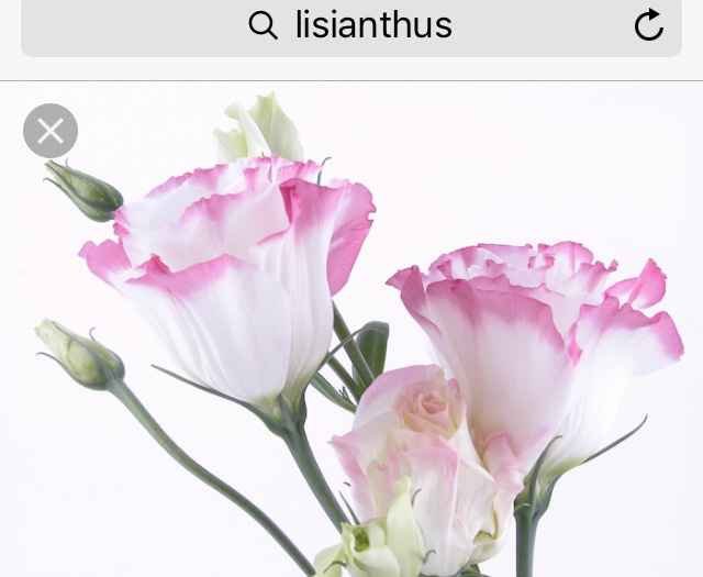 Quali fiori rosa? - 1