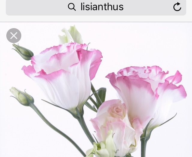 Quali fiori rosa? - 1