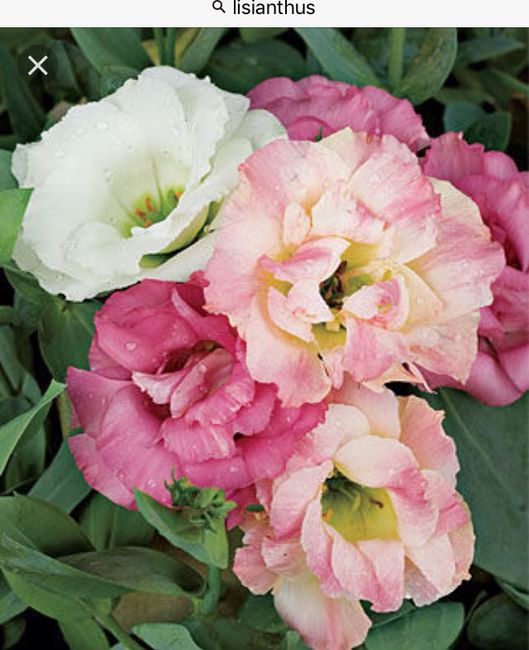 Quali fiori rosa? - 3