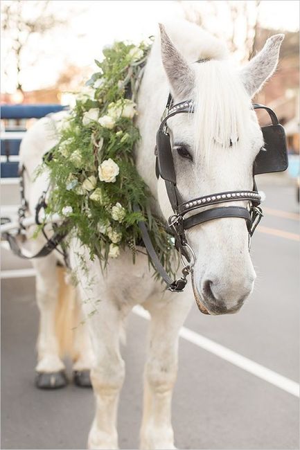 Carrozza Cavalli - 2