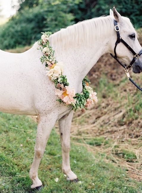 Carrozza Cavalli - 2
