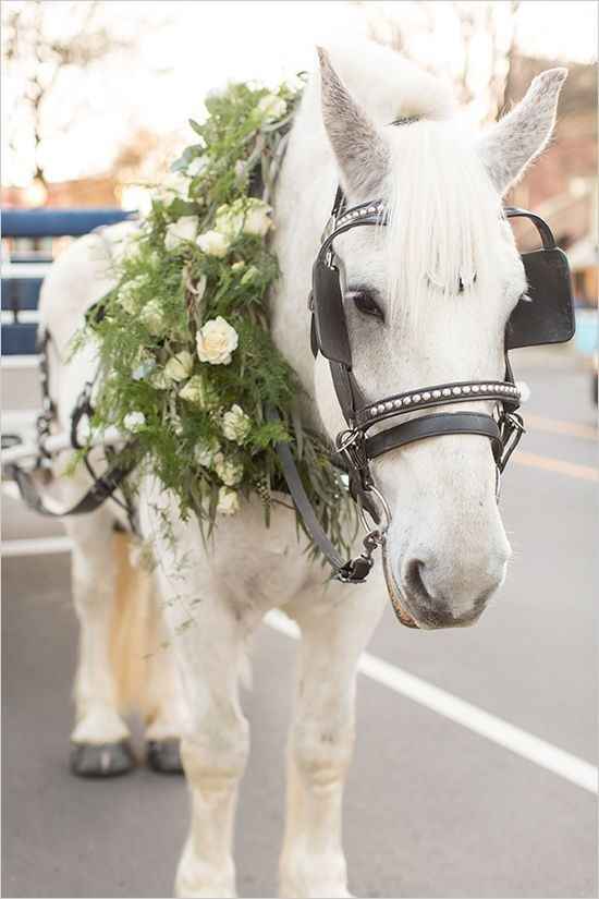 Carrozza Cavalli - 2