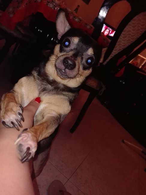 i nostri cuccioli😍 - 1