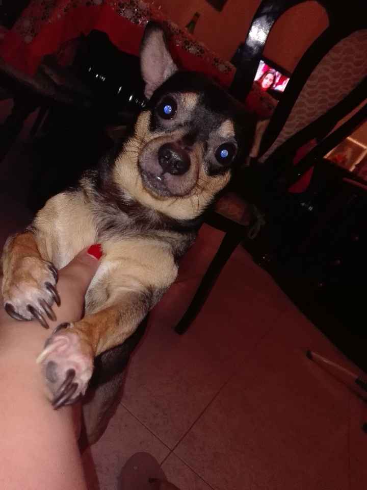 i nostri cuccioli😍 - 1