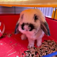 Avere o no un animale domestico? - 1