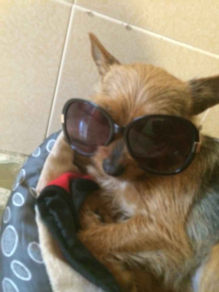 Too cute: i vostri amici animali - 1