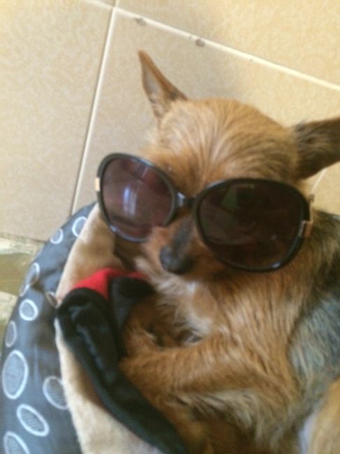 Too cute: i vostri amici animali - 1