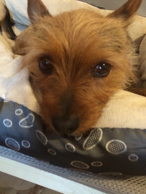 Too cute: i vostri amici animali - 2