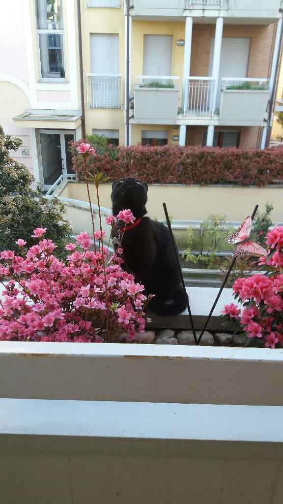 Foto di nozze con i nostri amici animali - 3