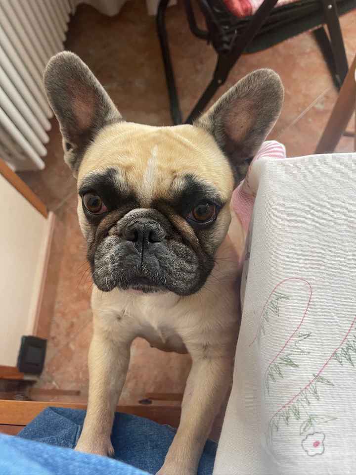 Matrimonio e compagni pelosi - 1