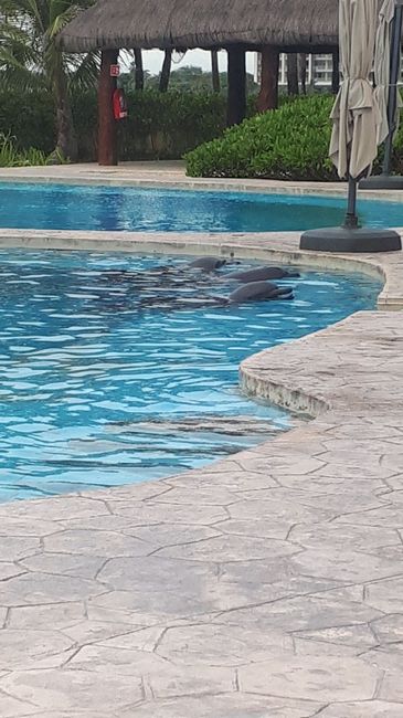 Viaggio di nozze...mexico 3