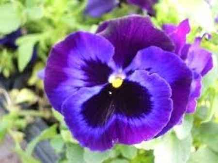 viola del pensiero