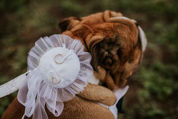 Vota il look degli amici a 4 zampe - 1