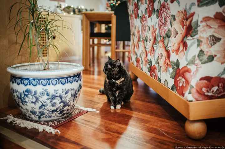 I gatti, i preparativi e il matrimonio: fateci vedere le loro foto! 📸 - 1