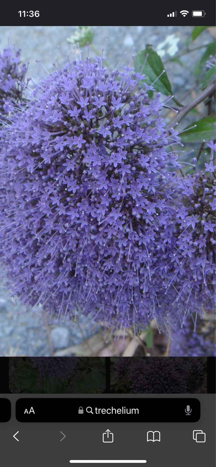 Fiori: ce l’hai o non ce l’hai? - 1