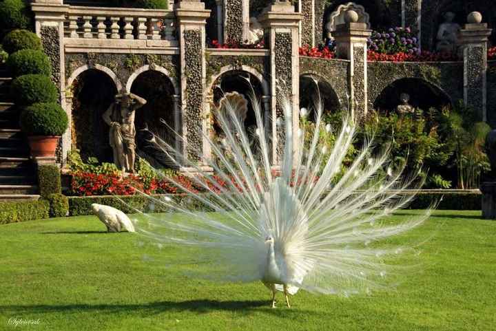 Cercasi pavone bianco - 1