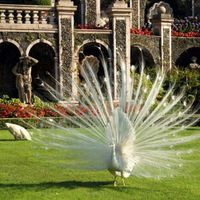 Cercasi pavone bianco - 1