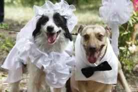 matrimonio cani