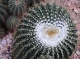 cactus cuore