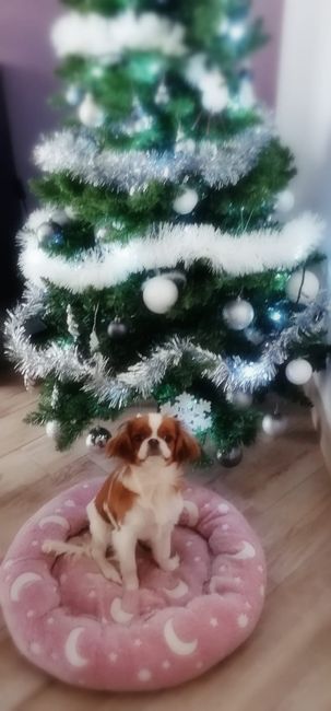 Cosa c'era sotto l'albero? 🎅 2