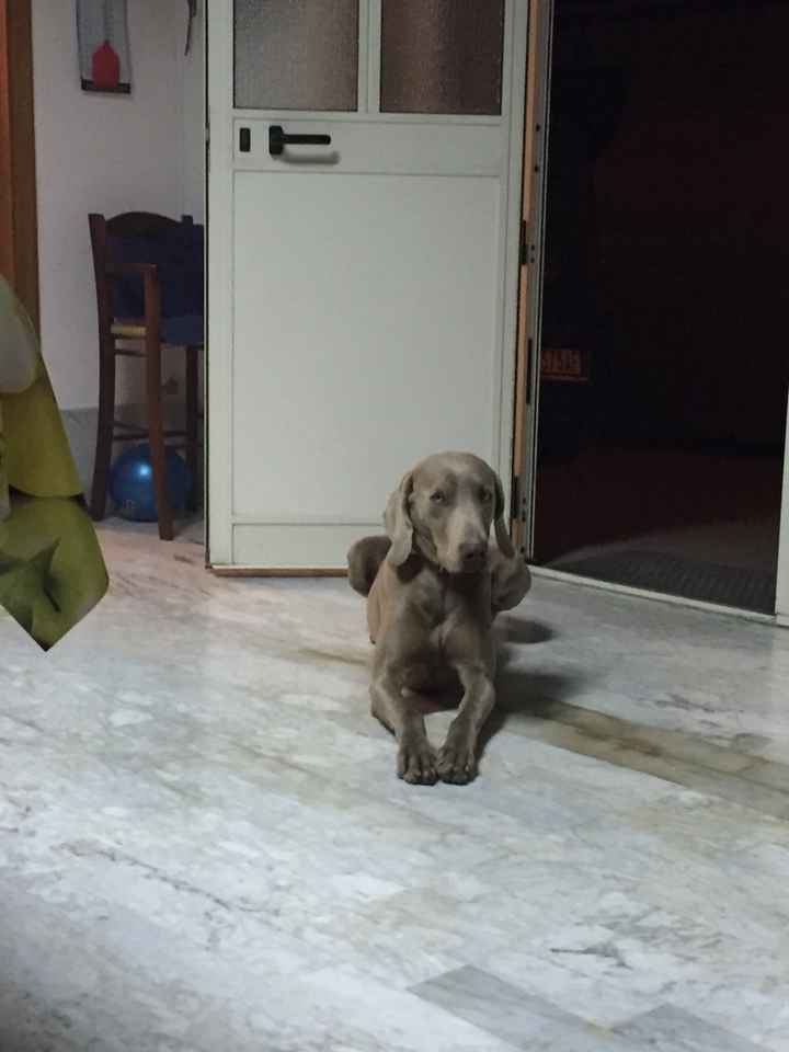 Animaletti pelosi presenti al matrimonio - 1