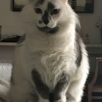 Convivenze pelose!🐶🐱🐹🐰 - 1