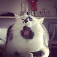 Convivenze pelose!🐶🐱🐹🐰 - 2