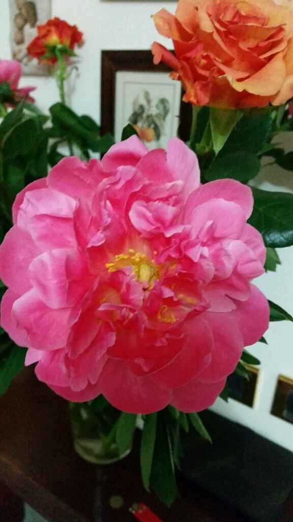 Peonie - 1