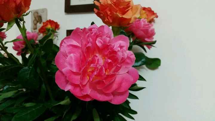 Peonie - 2