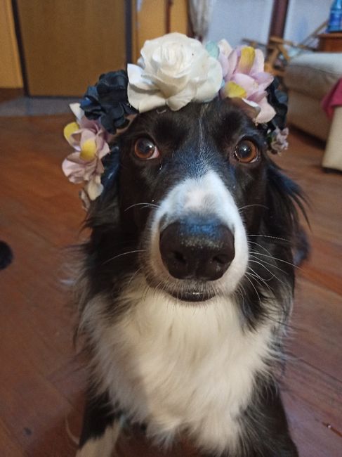 Foto con amici pelosetti 🐾 quante di voi? 6