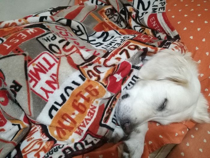 Foto con amici pelosetti 🐾 quante di voi? 7