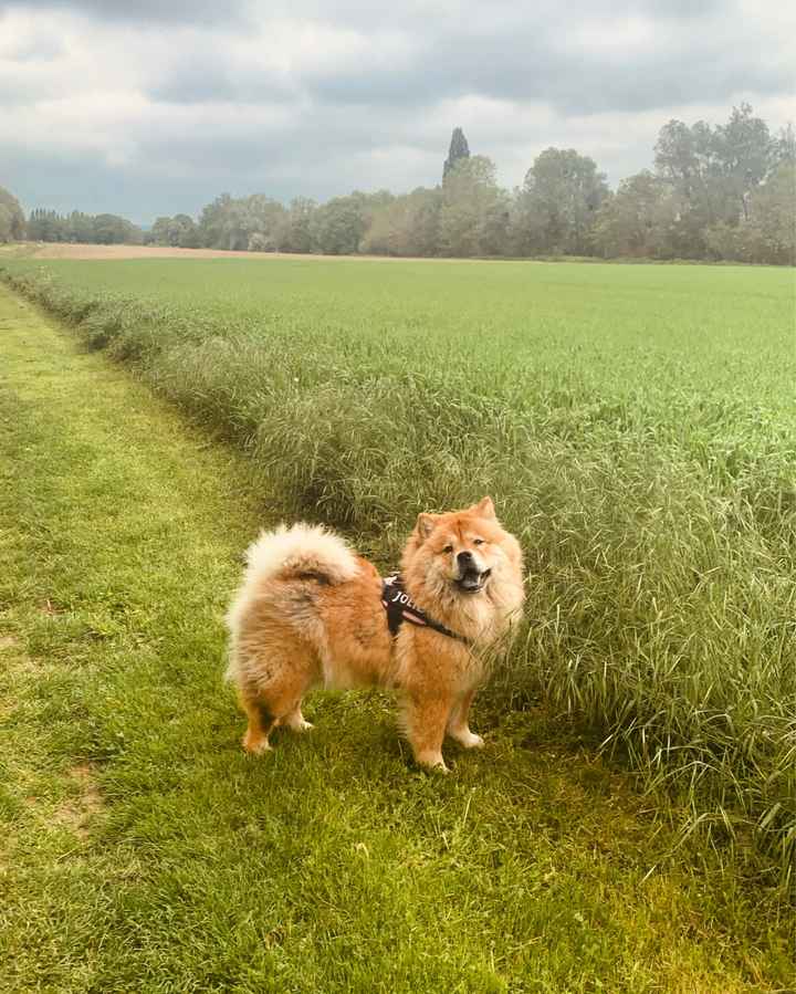 Animali🐶🐱🐹🐰🐔🦆🦜🐢🐟 - 1