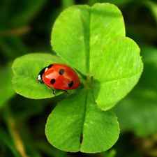 Chi non le aspetta per febbraio 2023 💪🏻❄️🍀🐞🥰 9