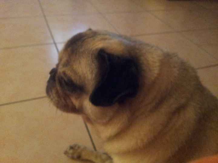 I nostri amici animali.. - 1
