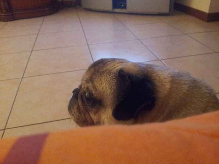 I nostri amici animali.. - 2