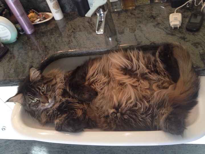 Too cute: i vostri amici animali - 2