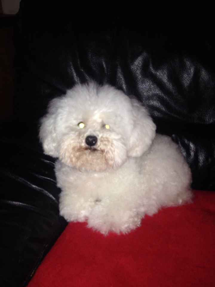 Too cute: i vostri amici animali - 3