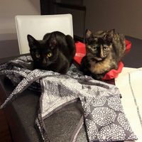 I nostri amici a 4 zampe - 1