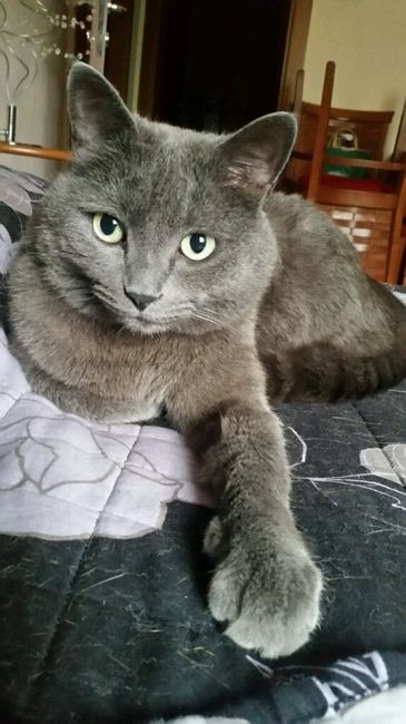 Le foto dei vostri animali - 1