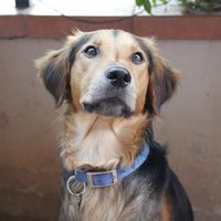 Mars il nostro pelosetto 