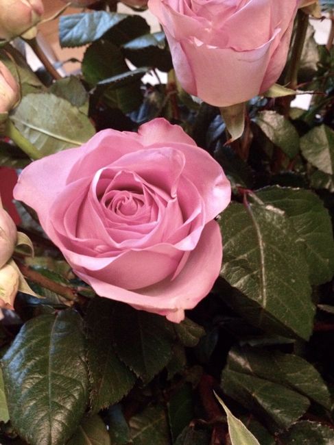 Le rose del mio matrimonio! - 1