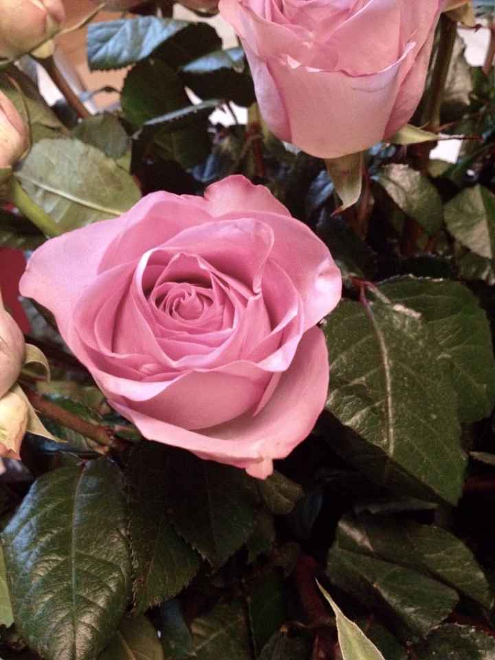 Le rose del mio matrimonio! - 1