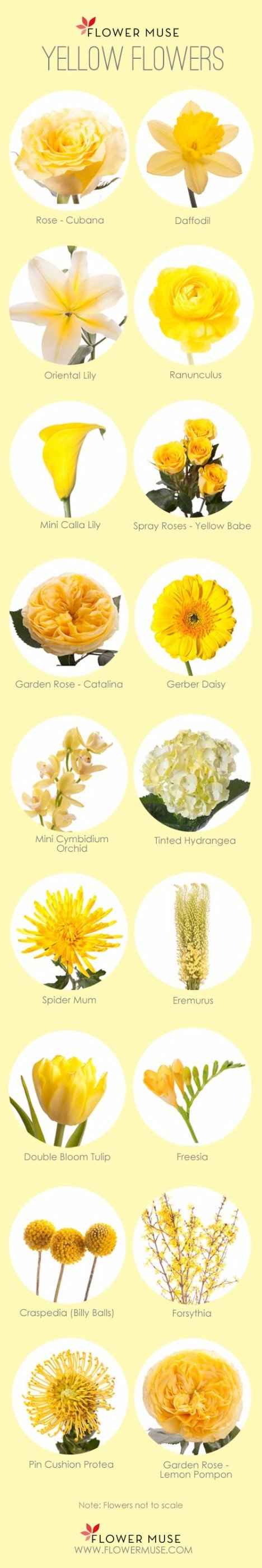 Giallo-